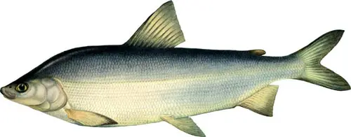 Fish of the whitefish family, a list with names and photos, features of catching whitefish