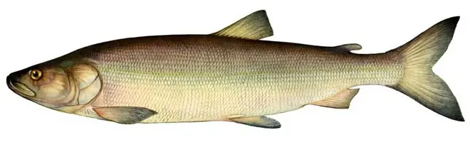 Fish of the whitefish family, a list with names and photos, features of catching whitefish