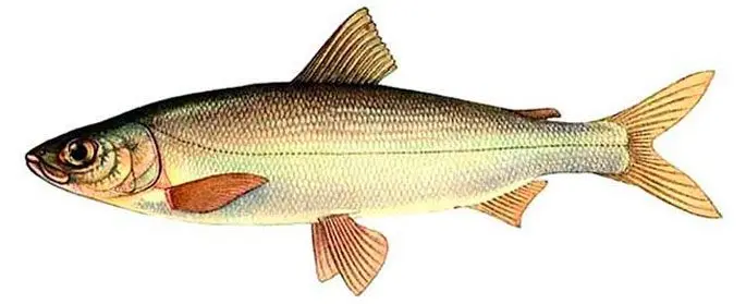 Fish of the whitefish family, a list with names and photos, features of catching whitefish