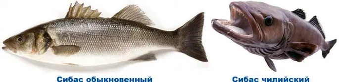 Fish sea wolf (sea bass): description, habitat, useful properties