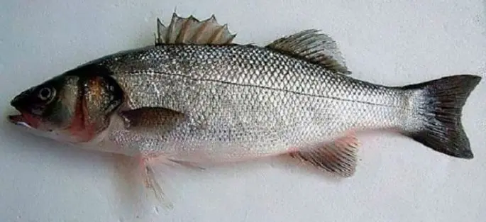 Fish sea wolf (sea bass): description, habitat, useful properties