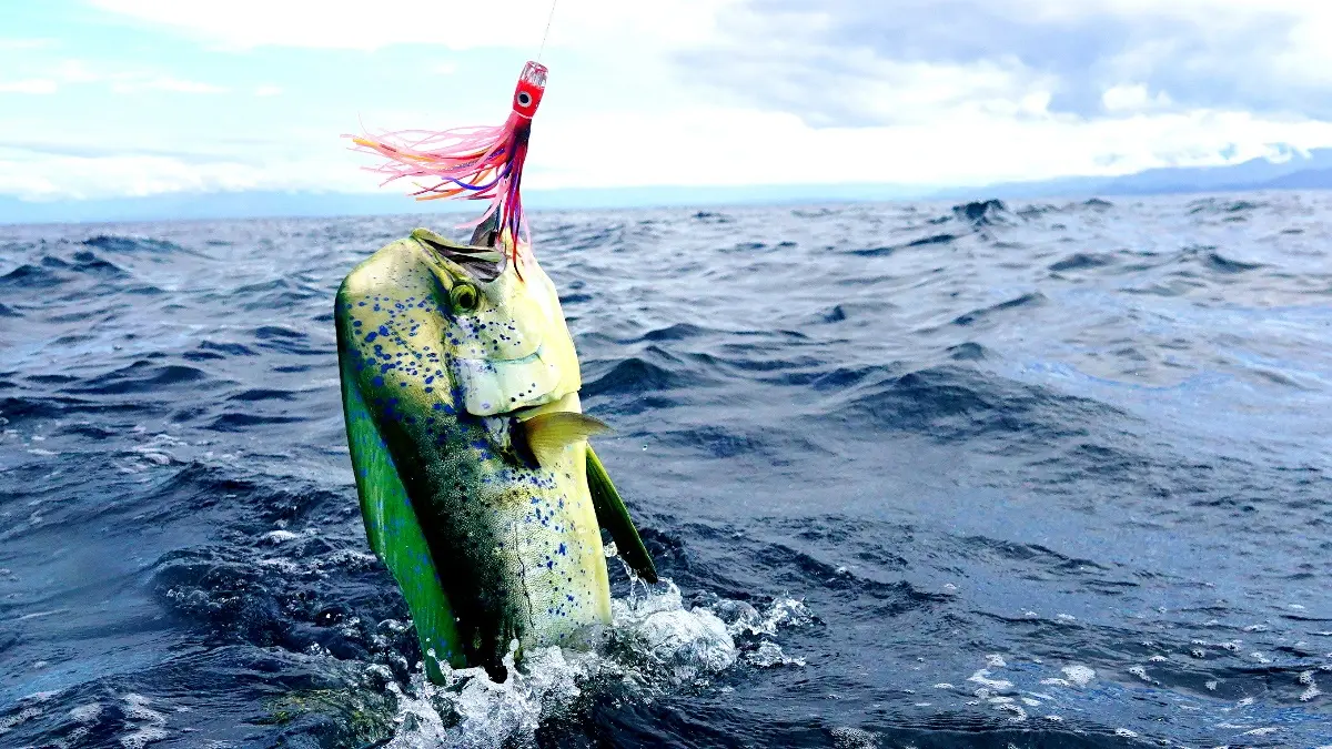 Fishing Dorado: lures, places and methods of fishing