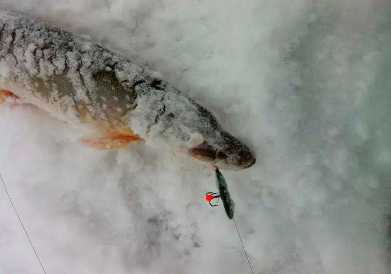 Fishing for amphipods in winter from ice: rigging and playing technique