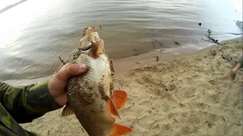 Fishing for bream from the shore