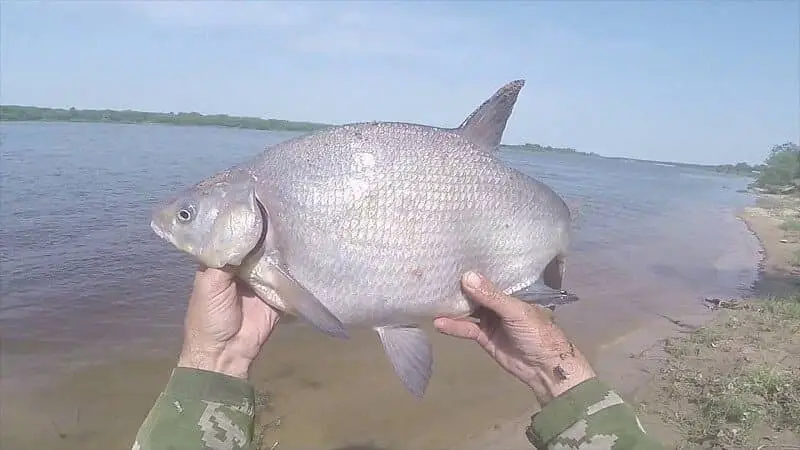 Fishing for bream from the shore