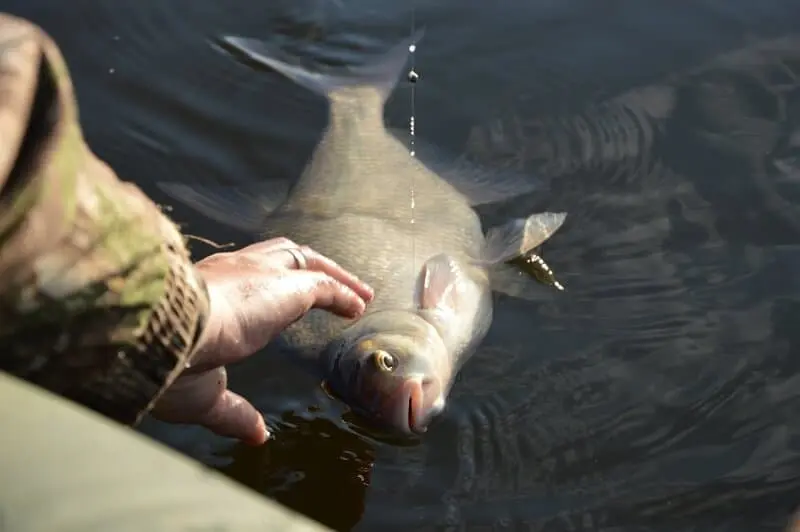 Fishing for bream in summer