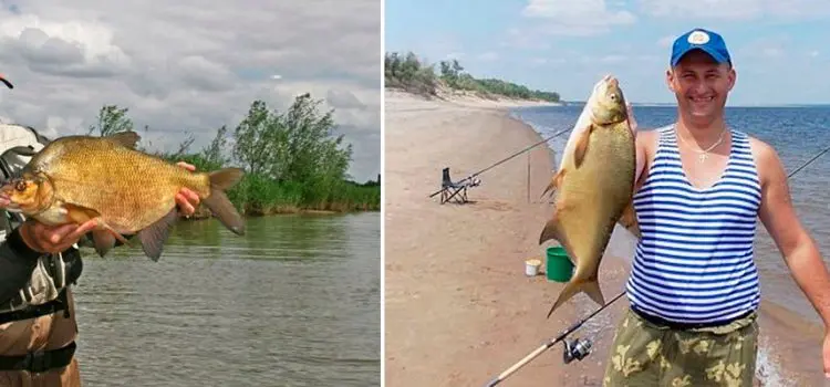 Fishing for bream in the fall on the feeder (September, October and November)