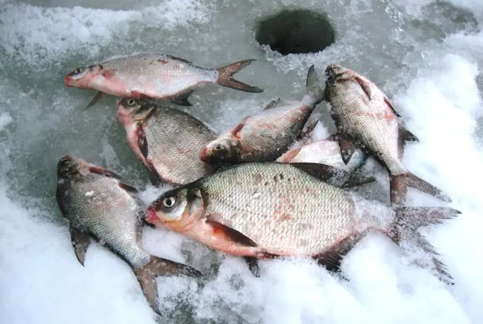 Fishing for bream in the winter on a yoke: fishing techniques, bait and tips