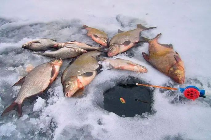 Fishing for bream in the winter on a yoke: fishing techniques, bait and tips