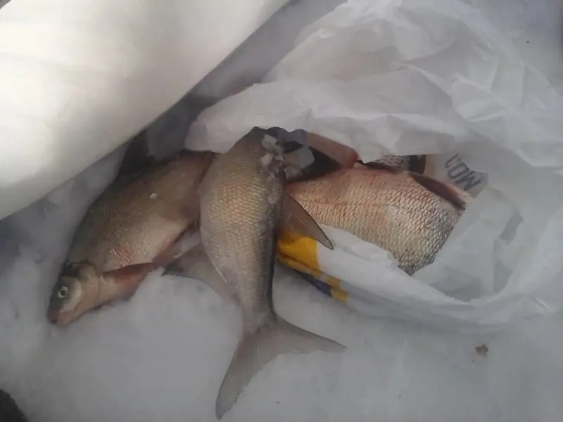 Fishing for bream in winter