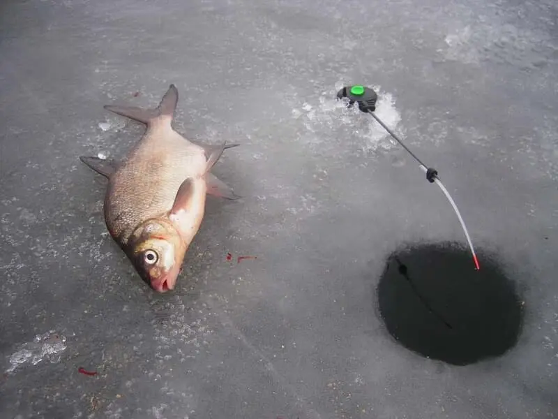 Fishing for bream in winter