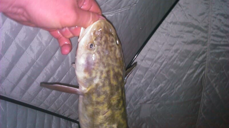 Fishing for burbot in October