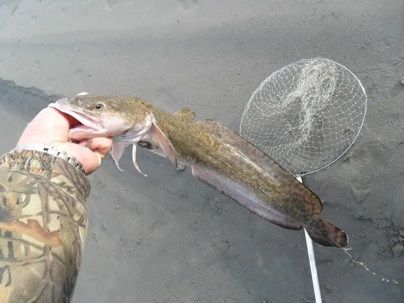 Fishing for burbot in October