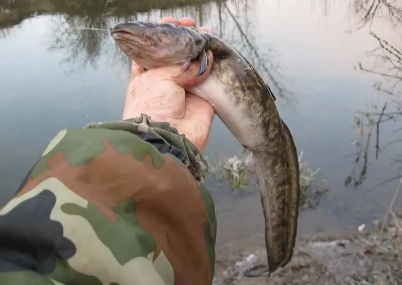 Fishing for burbot in October