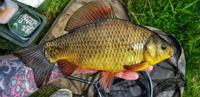 Fishing for crucian carp on tackle: places for catching Dorada fish