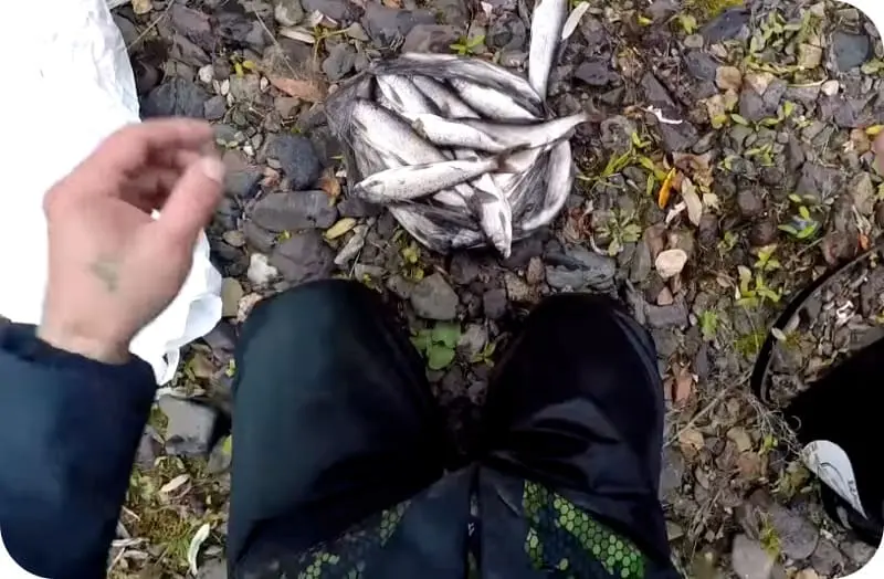 Fishing for grayling in autumn: seasonal features
