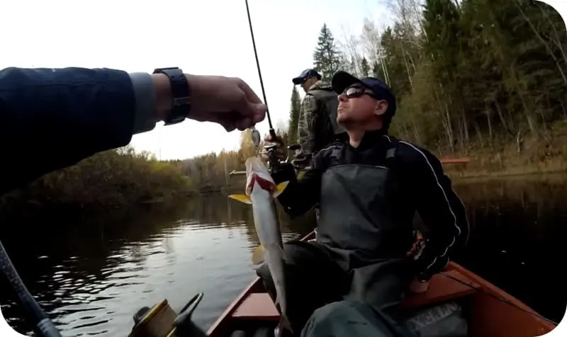 Fishing for grayling in autumn: seasonal features