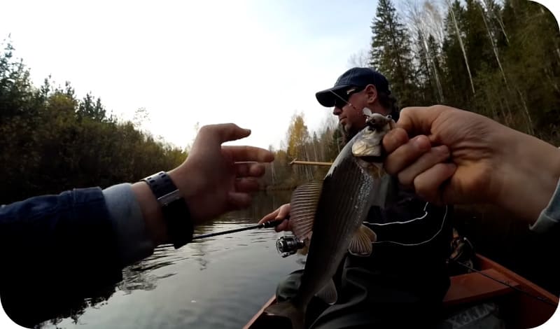 Fishing for grayling in autumn: seasonal features