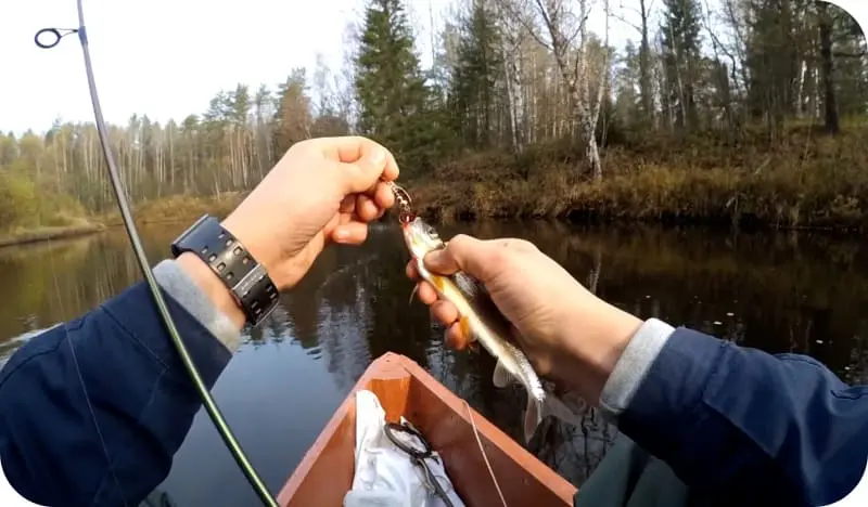 Fishing for grayling in autumn: seasonal features