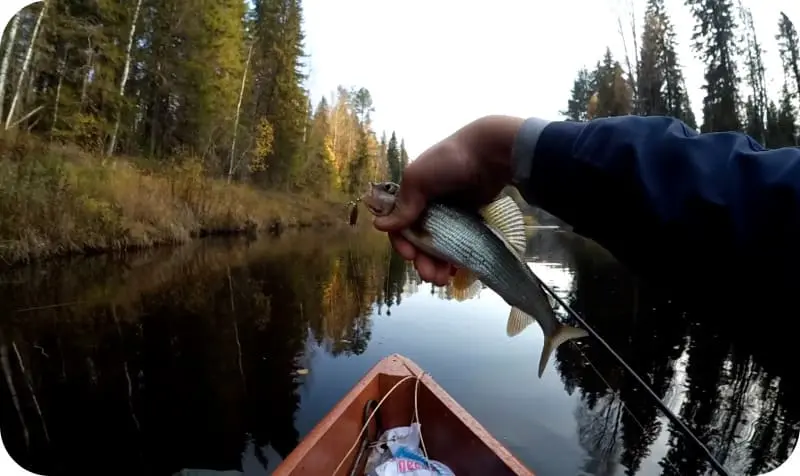 Fishing for grayling in autumn: seasonal features
