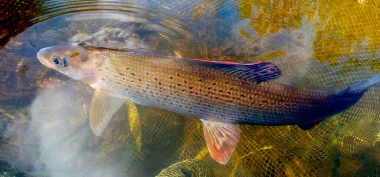 Fishing for grayling in Krasnoyarsk: fishing at different times of the year, places