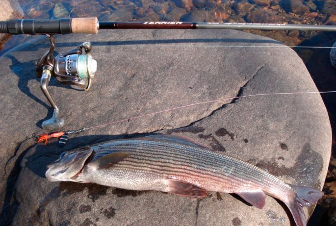 Fishing for grayling in Krasnoyarsk: fishing at different times of the year, places