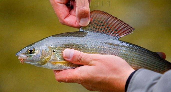 Fishing for grayling in Krasnoyarsk: fishing at different times of the year, places