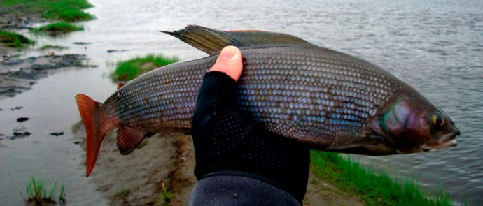 Fishing for grayling in Krasnoyarsk: fishing at different times of the year, places