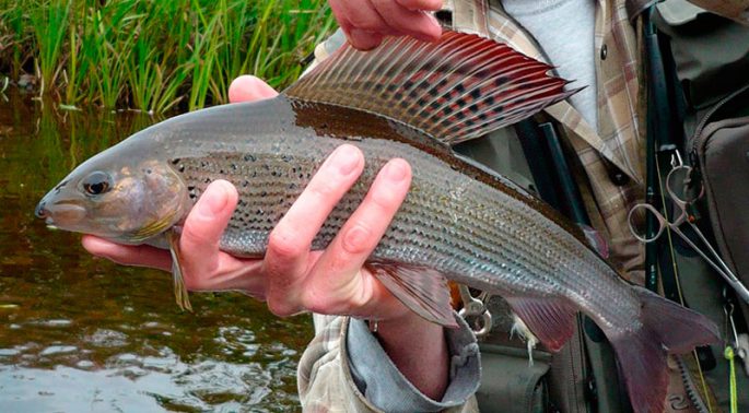 Fishing for grayling in Krasnoyarsk: fishing at different times of the year, places