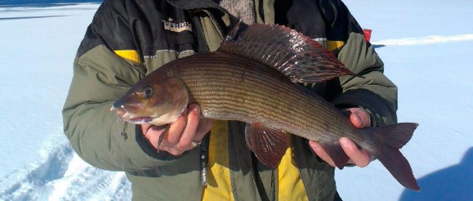 Fishing for grayling in Krasnoyarsk: fishing at different times of the year, places