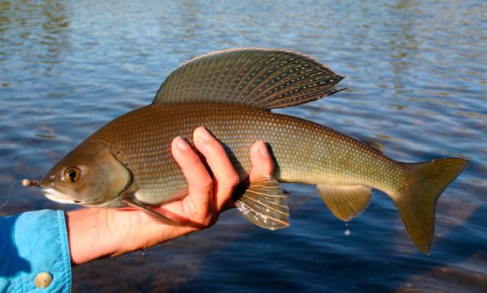 Fishing for grayling in Krasnoyarsk: fishing at different times of the year, places