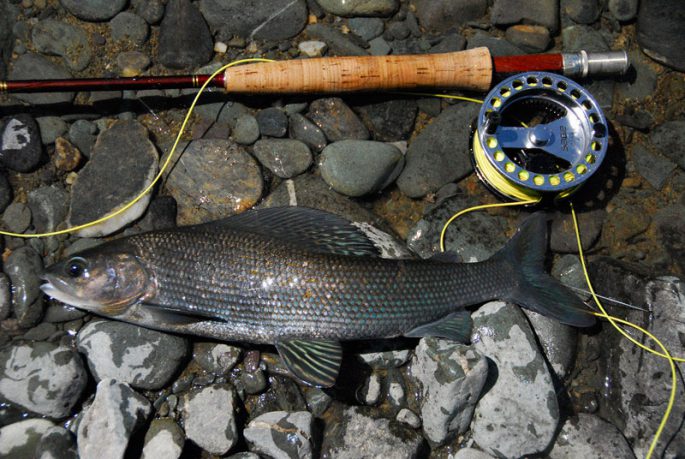 Fishing for grayling in Krasnoyarsk: fishing at different times of the year, places