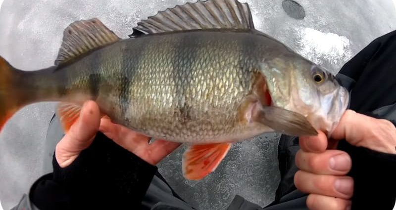 Pesca de poleiro em um balanceador no inverno: as melhores táticas e iscas