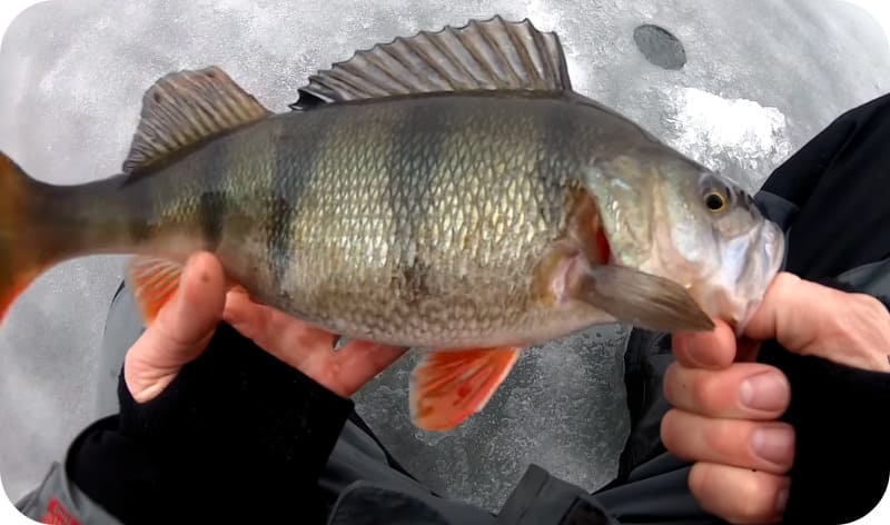 Fishing for perch on a balancer in winter: the best tactics and lures