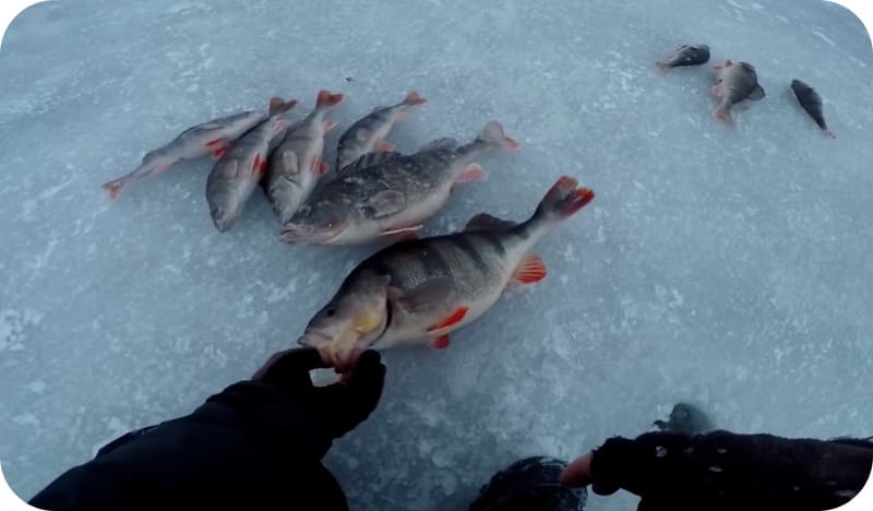 Fishing for perch on a balancer in winter: the best tactics and lures