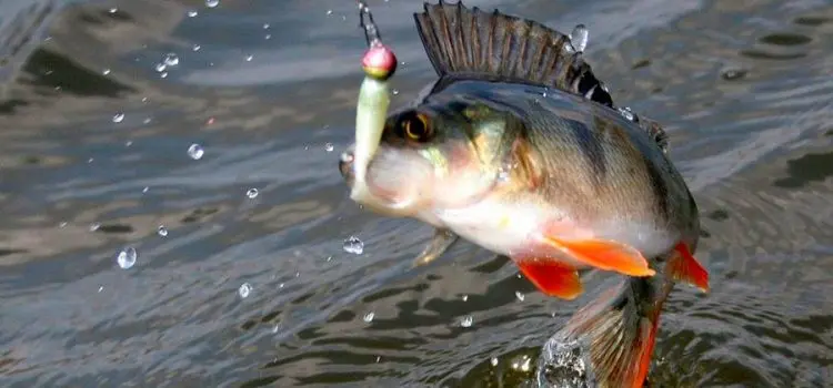 Fishing for perch on a jig: tackle, lures, equipment, wiring