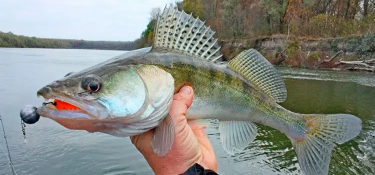 Fishing for pike perch on a jig: lures for pike perch, tackle and types of equipment, fishing techniques