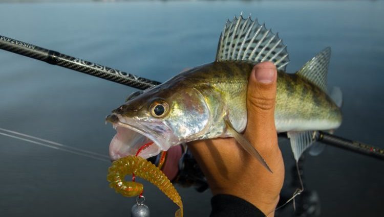 Pecanje smuđa na smuđ: izbor pribora i mamca, metode ožičenja, taktika ribolova