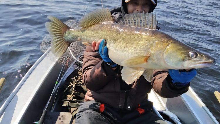 Fishing for pike perch on a jig: the choice of tackle and bait, wiring methods, fishing tactics