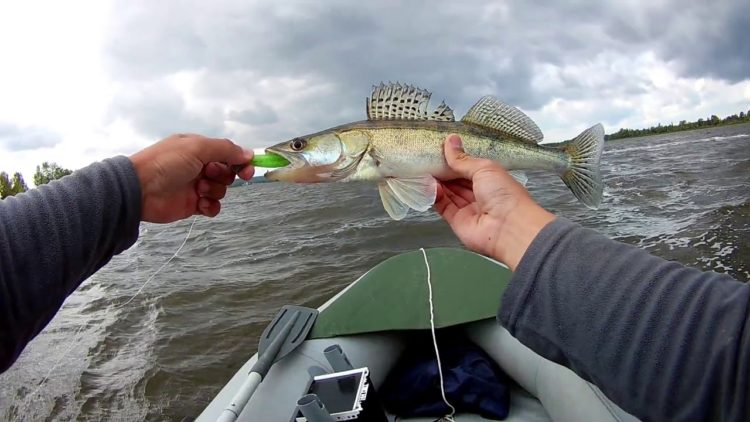 Fishing for pike perch on a jig: the choice of tackle and bait, wiring methods, fishing tactics