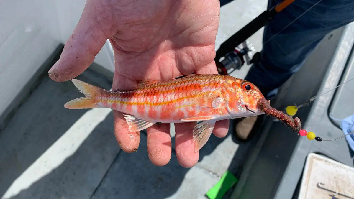 Fishing for Red mullet: lures, habitats and methods of catching fish