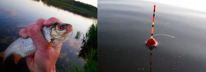 Fishing for roach on a float rod, equipment and fishing techniques