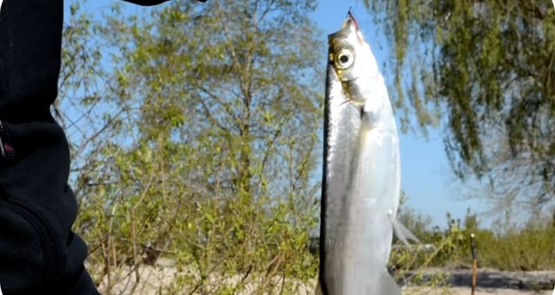 Peshkimi për sabrefish në pranverë - strategjitë më të mira