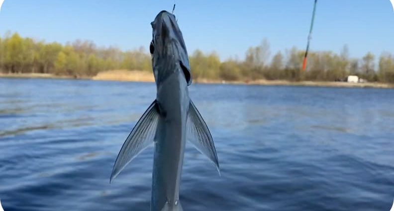 sabrefish සඳහා මසුන් ඇල්ලීම: හොඳම උපක්‍රම සහ සටන් කිරීම