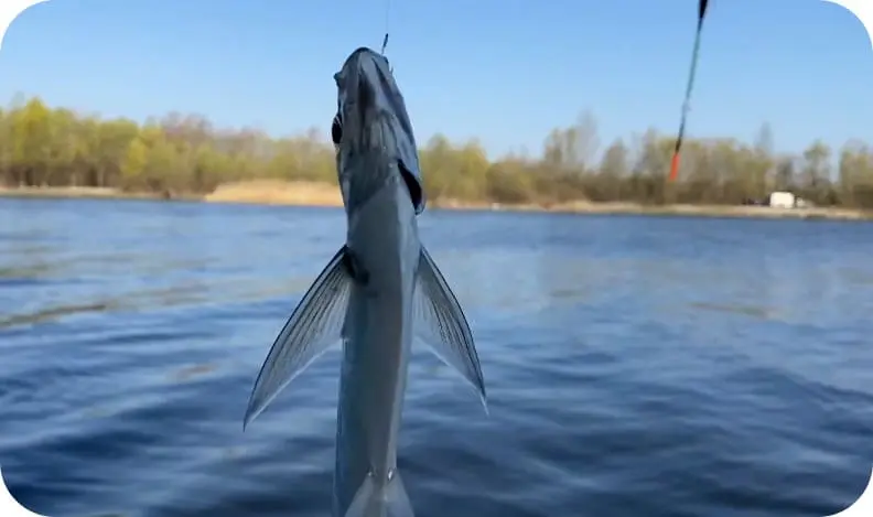 Fishing for sabrefish: the best tactics and tackle