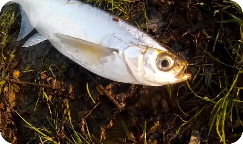 Fishing for sabrefish: the best tactics and tackle