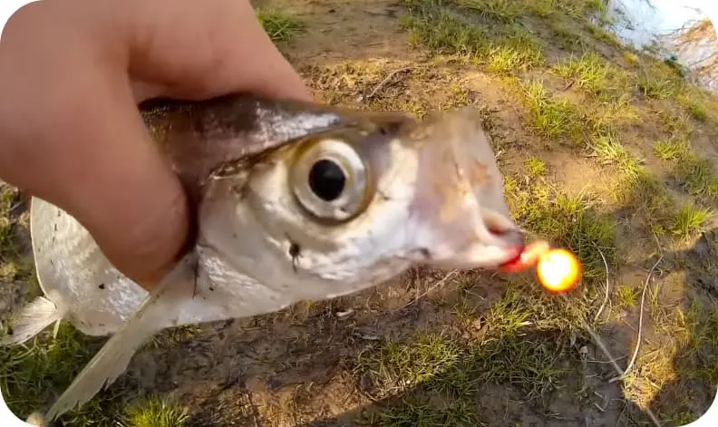 Fishing for sabrefish: the best tactics and tackle