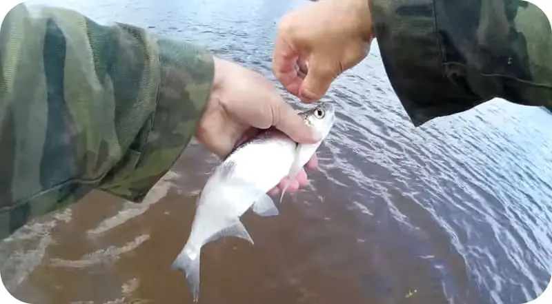 Fishing for sabrefish: the best tactics and tackle