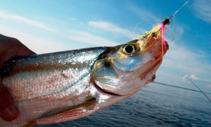 Fishing for sabrefish: what to catch, where and when, fishing for spinning and float