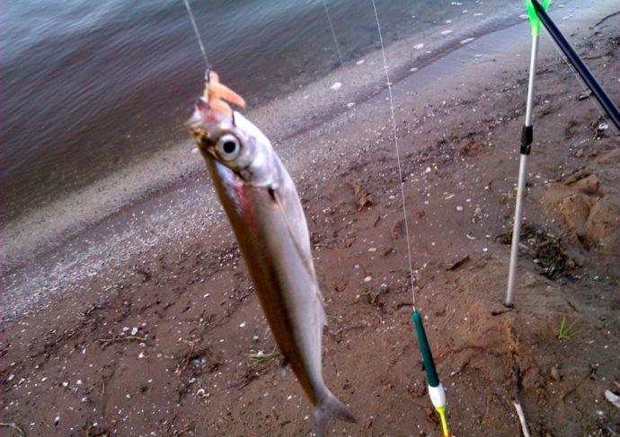 Fishing for sabrefish: what to catch, where and when, fishing for spinning and float